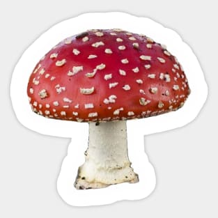 Fungus Sticker